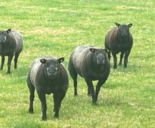 Blue TEXEL pedigree sheep
