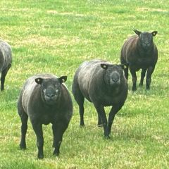 Blue TEXEL pedigree sheep
