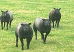 Blue TEXEL pedigree sheep