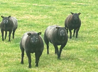 Blue TEXEL pedigree sheep