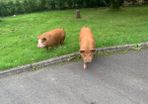 Pigs