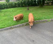 Pigs