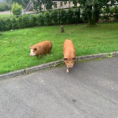 Pigs