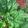 Freshly picked Rhubarb Image 3