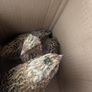 Male Quail Image 2