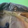 Vintage Trapper Black Leather Biker Vest Image 5