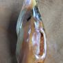 Genuine Natural Baltic Freeform Butterscotch Amber Pendant Image 4