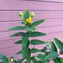 St John's Wort Image 3