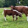 Livestock Image 3