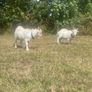 Twin Male Pigmy Goats Image 4