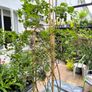 garden plants Image 6