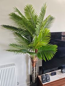 Palm Tree