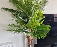 Palm Tree