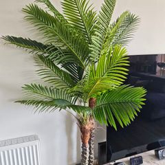 Palm Tree