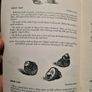 Fifty Sea Shells From. Herm Island. By Jill. S. Kendrick. Image 10
