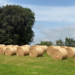 Hay bales for sale