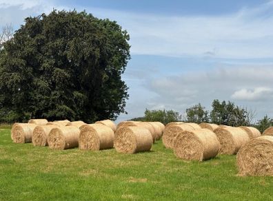 Hay bales for sale
