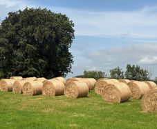 Hay bales for sale