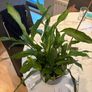 Peace Lily Spathiphyllum Image 3