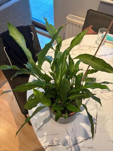 Peace Lily Spathiphyllum