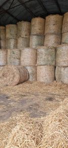 Hay