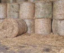 Hay
