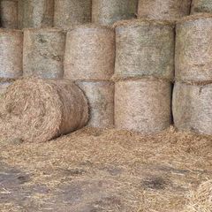 Hay
