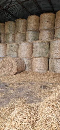 Hay