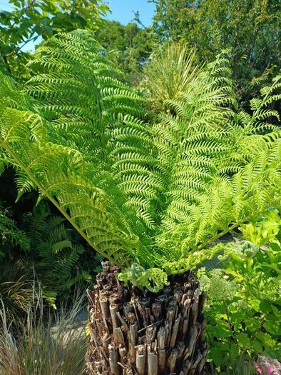 4ft+ Dicksonia Antartica tree fern thick trunk