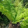 4ft dicksonia Antartica tree fern Image 5