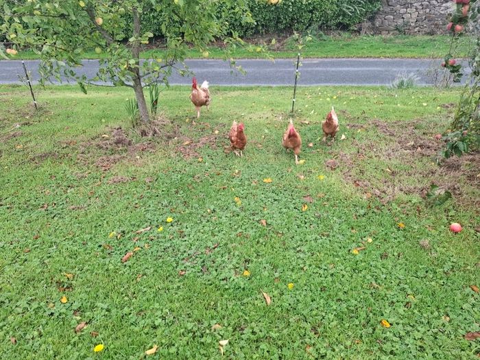 3 chickens 1 cockerel