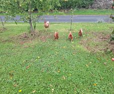 3 chickens 1 cockerel