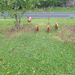 3 chickens 1 cockerel