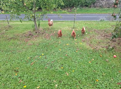 3 chickens 1 cockerel