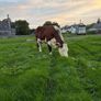 2 pedigree hereford cows with bull calves at foot Image 3