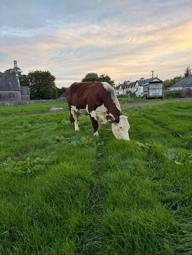2 pedigree hereford cows with bull calves at foot