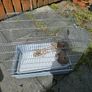 birds cage Image 3