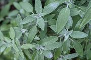 (S) Salvia Common sage seeds 0.3g (210619)