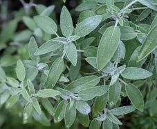 (S) Salvia Common sage seeds 0.3g (210619)