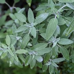 (S) Salvia Common sage seeds 0.3g (210619)