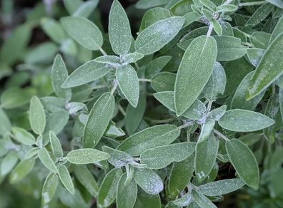 (S) Salvia Common sage seeds 0.3g (210619)