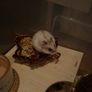 Winter White hamster for adoption Image 3