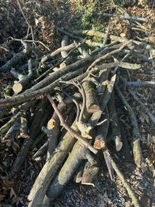 Sycamore Firewood