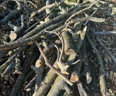 Sycamore Firewood