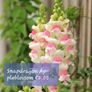 Snapdragon seeds from 1.00 euro per pack Image 7