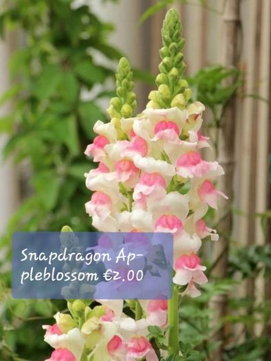 Snapdragon seeds from 1.00 euro per pack