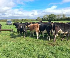 Weanlings