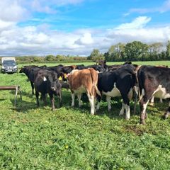 Weanlings