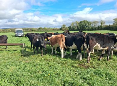 Weanlings
