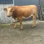 In Calf Heifers Oct 10th Ballinasloe Mart Image 3